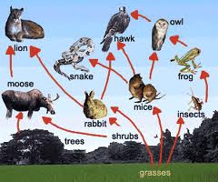 Food Webs - Welcome to plot 1